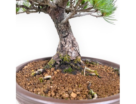 Pinus-Pentaphylla-Bonsai %separator% %category%