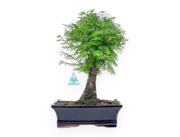 Metasequoia-bonsai %separator% %category%