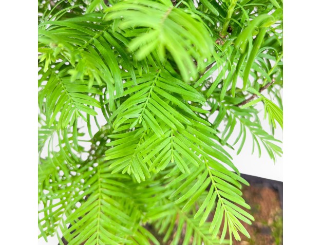 Metasequoia-bonsai %separator% %category% 2