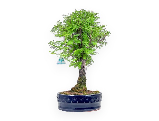 Metasequoia-bonsai %separator% %category%