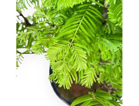 Bonsái de Metasequoia %separator% %category%
