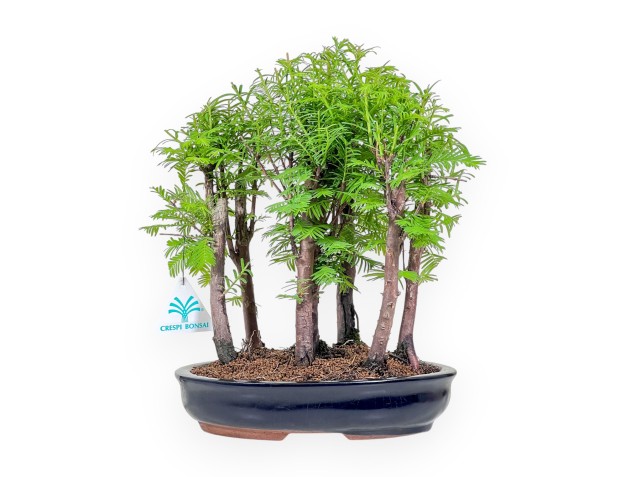 Metasequoia-bonsai %separator% %category%