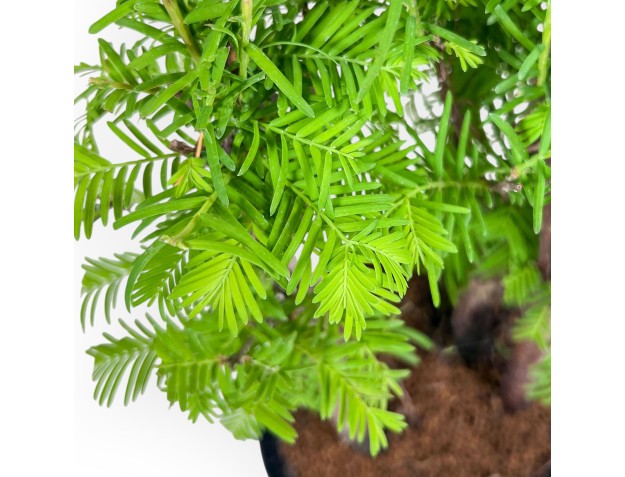 Metasequoia-bonsai %separator% %category% 2