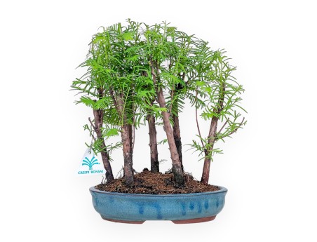 Metasequoia-bonsai %separator% %category%
