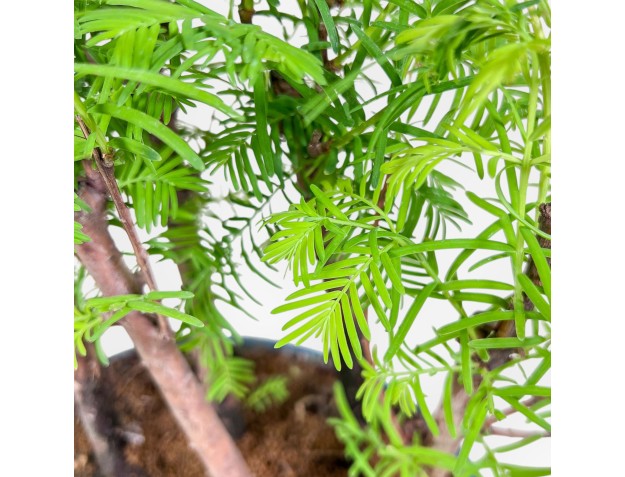 Bonsai di Metasequoia %separator% %category% 2
