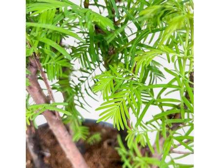 Metasequoia-bonsai %separator% %category%