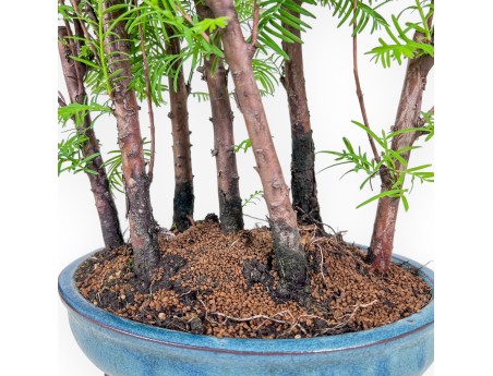 Metasequoia-bonsai %separator% %category%