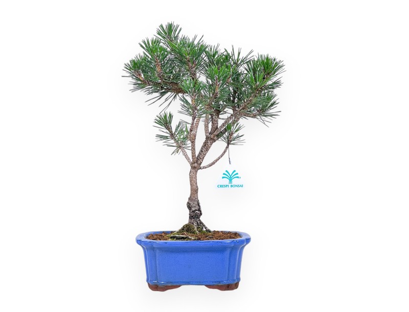 Bonsai di Pinus thunbergii kotobuki %separator% %category%