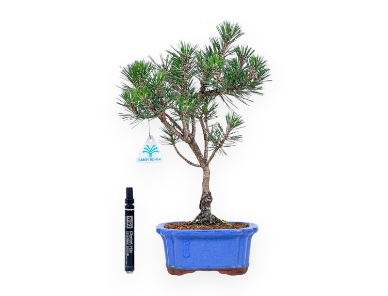 Bonsai di Pinus thunbergii kotobuki %separator% %category%