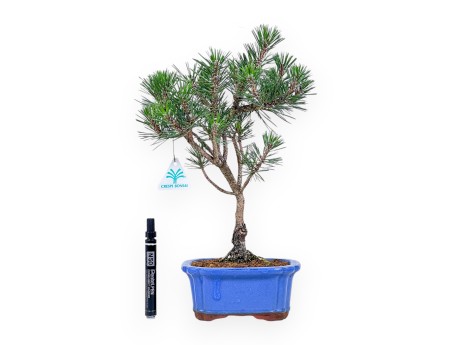 Bonsai van Pinus thunbergii kotobuki %separator% %category%