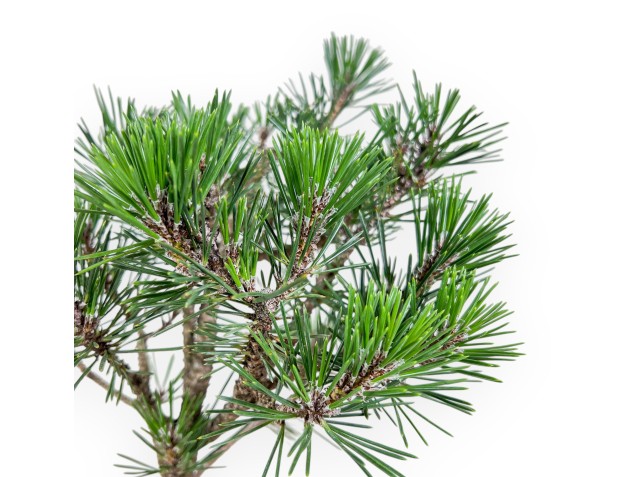 Pinus thunbergii ‘Kotobuki’ bonsai %separator% %category% 2