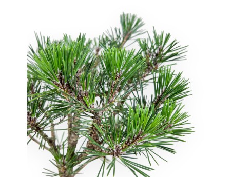 Bonsai van Pinus thunbergii kotobuki %separator% %category%