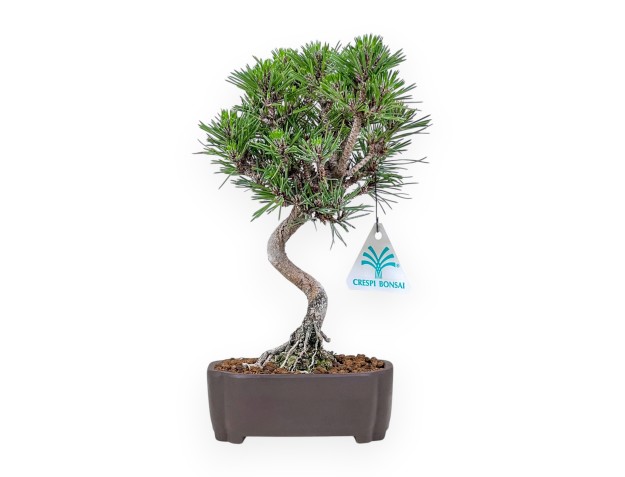 Bonsai aus Pinus thunbergii Senjomaru %separator% %category%