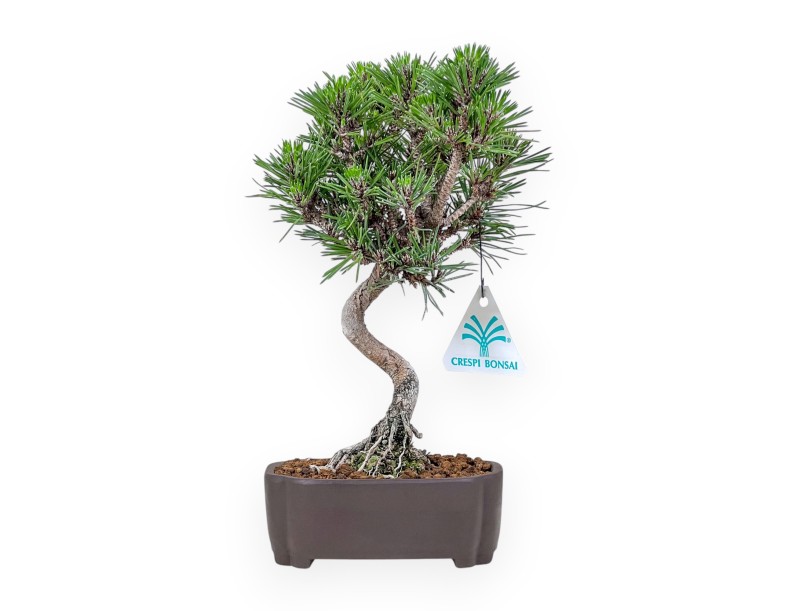 Bonsai di Pinus thunbergii senjomaru %separator% %category%
