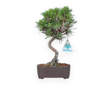 Bonsái de Pinus thunbergii senjomaru %separator% %category%