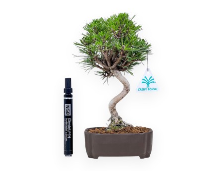Bonsaï de Pinus thunbergii senjomaru %separator% %category%
