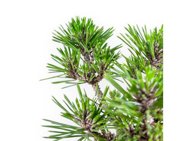 Pinus thunbergii Senjomaru bonsai %separator% %category% 2