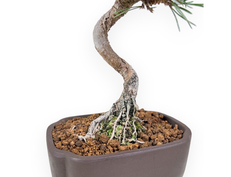 Bonsái de Pinus thunbergii senjomaru %separator% %category%