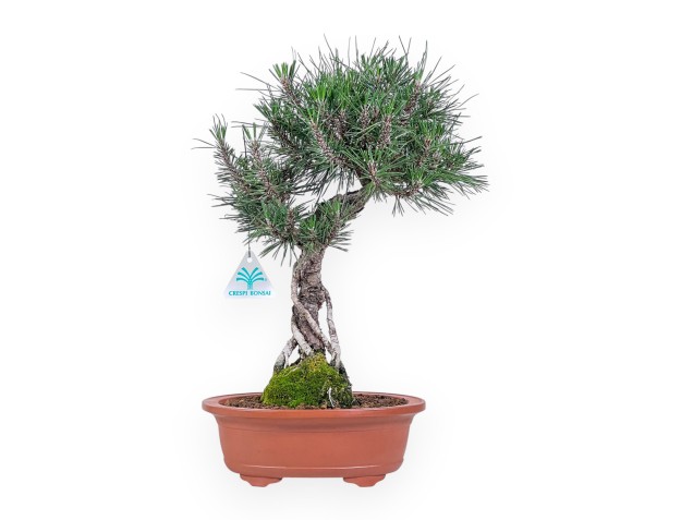 Pinus thunbergii kotobuki Bonsai %separator% %category%