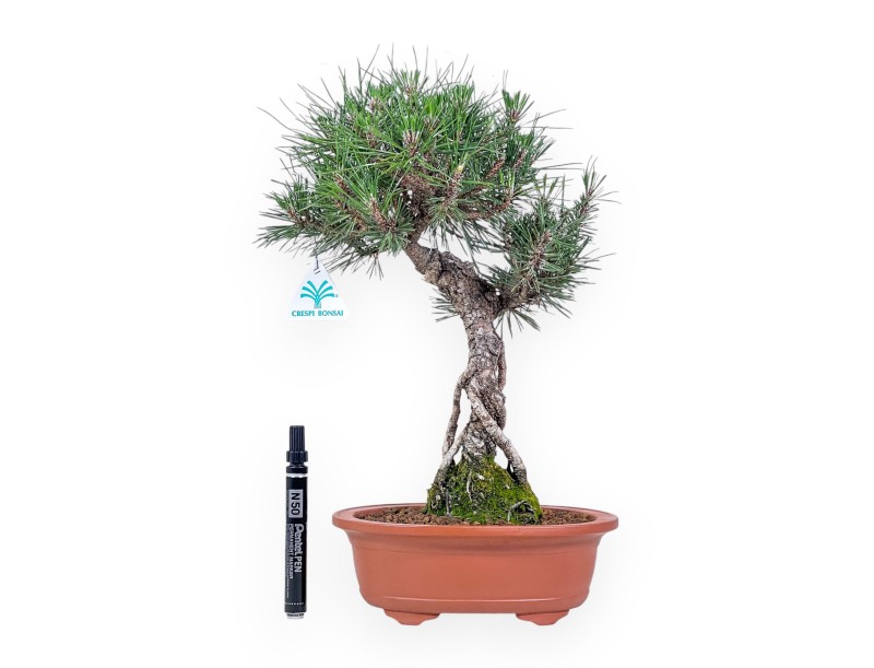Pinus thunbergii kotobuki Bonsai %separator% %category%