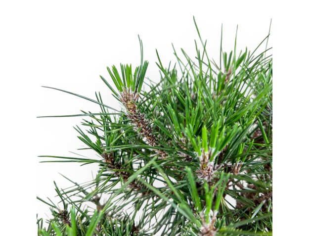 Bonsaï de Pinus thunbergii kotobuki %separator% %category% 2