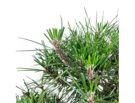 Bonsaï de Pinus thunbergii kotobuki %separator% %category%