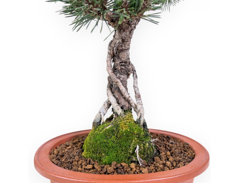 Bonsaï de Pinus thunbergii kotobuki %separator% %category%