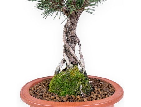 Bonsaï de Pinus thunbergii kotobuki %separator% %category%