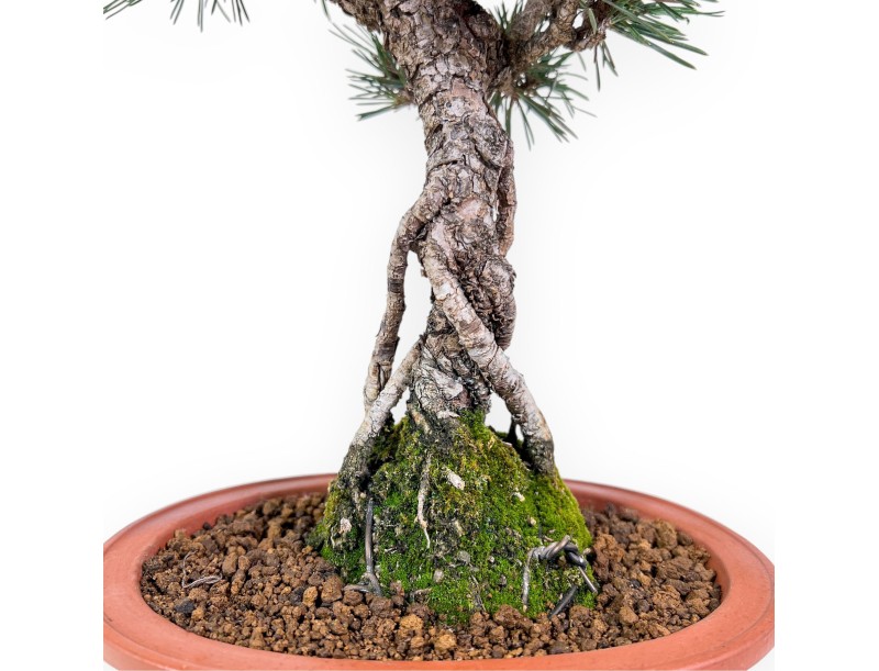 Bonsai van Pinus thunbergii kotobuki %separator% %category%