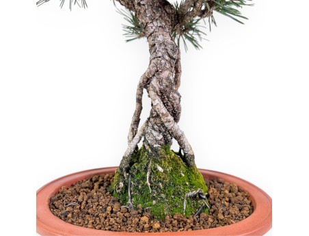Pinus thunbergii kotobuki Bonsai %separator% %category%