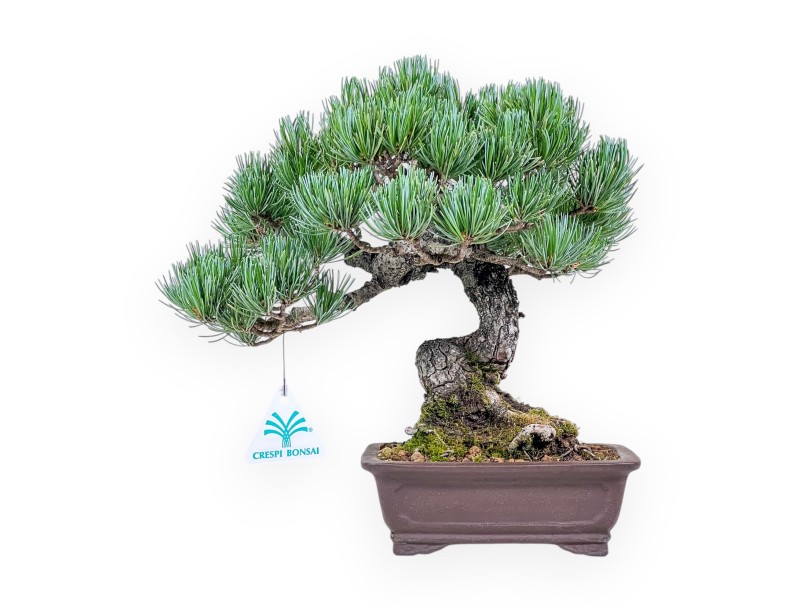 Bonsai di Pinus pentaphylla %separator% %category%