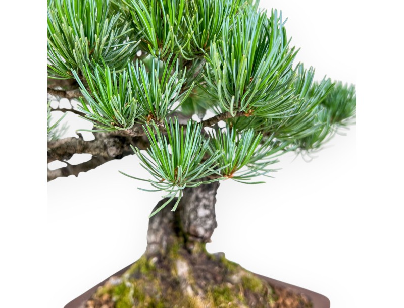Pinus pentaphylla bonsai %separator% %category%