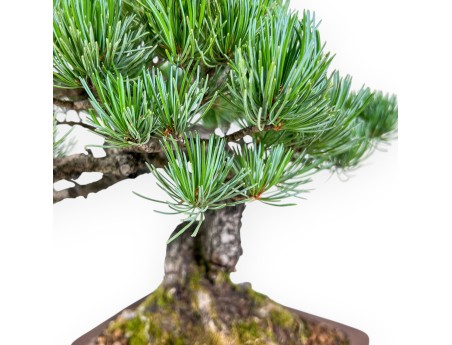 Bonsai di Pinus pentaphylla %separator% %category%