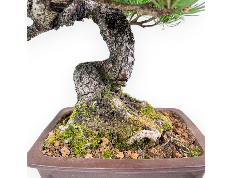 Bonsái de Pinus pentaphylla %separator% %category%