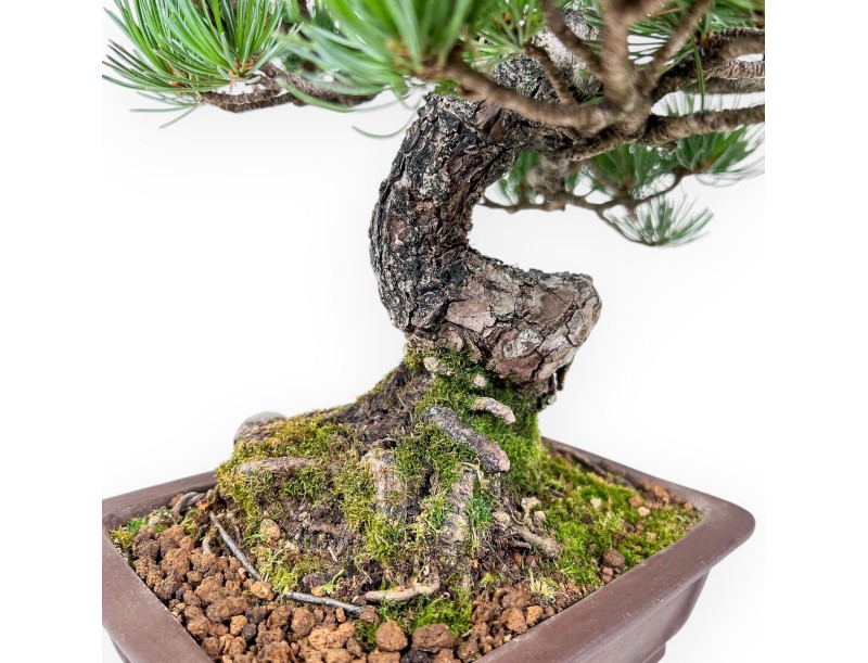 Pinus pentaphylla bonsai %separator% %category%