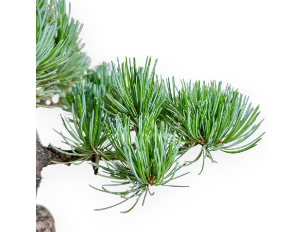 Pinus pentaphylla bonsai %separator% %category% 2