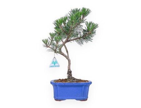 Bonsai van Pinus thunbergii kotobuki %separator% %category%