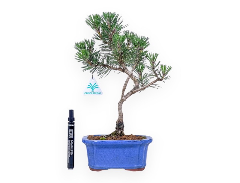 Pinus thunbergii ‘Kotobuki’ bonsai %separator% %category%