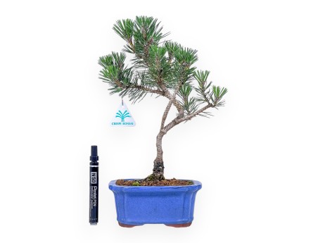 Bonsai van Pinus thunbergii kotobuki %separator% %category%