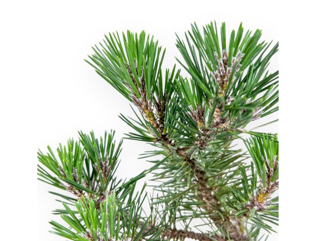 Bonsai aus Pinus thunbergii „Kotobuki“ %separator% %category% 2