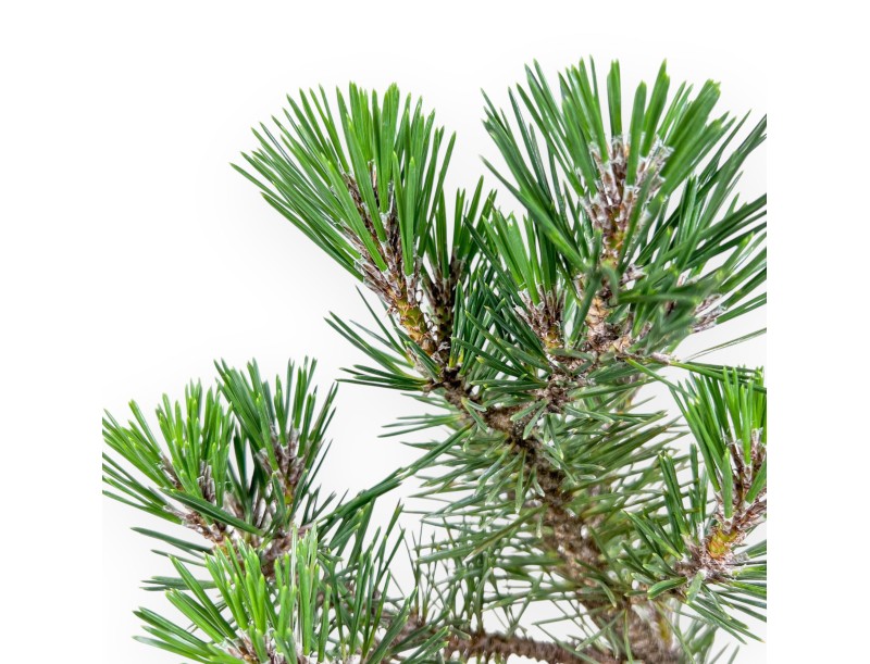 Bonsai aus Pinus thunbergii „Kotobuki“ %separator% %category%