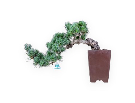 Pinus pentaphylla-Bonsai %separator% %category%