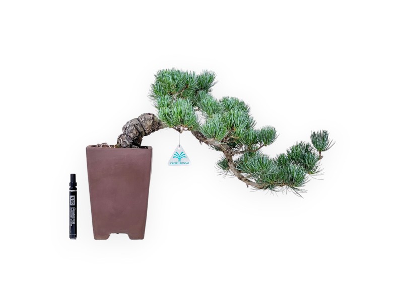 Pinus pentaphylla-Bonsai %separator% %category%