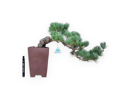 Pinus pentaphylla-Bonsai %separator% %category%
