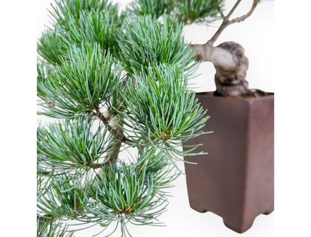 Pinus pentaphylla-Bonsai %separator% %category% 2