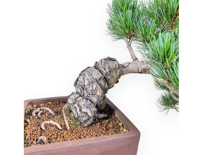Bonsái de Pinus pentaphylla %separator% %category%