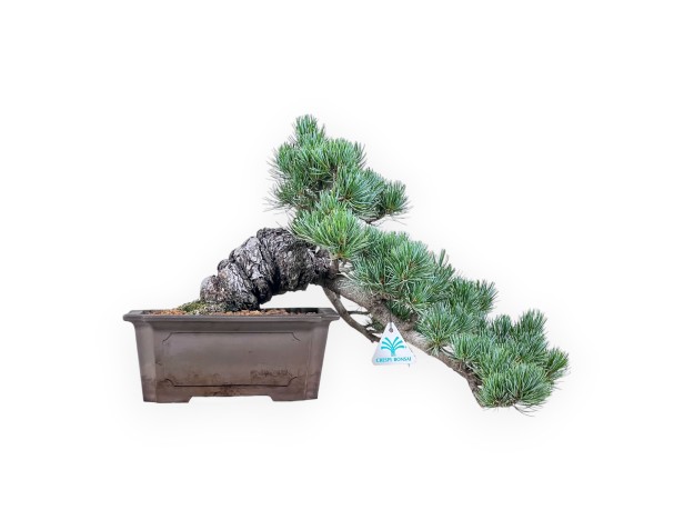Pinus pentaphylla bonsai %separator% %category%