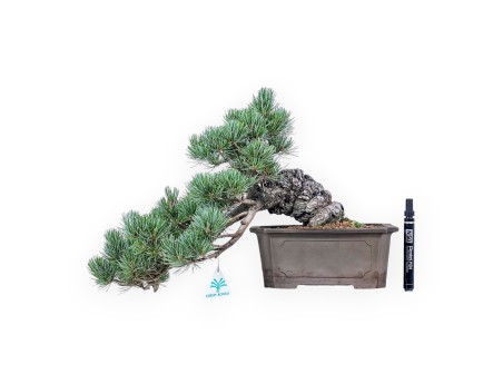Bonsaï de Pinus pentaphylla %separator% %category%