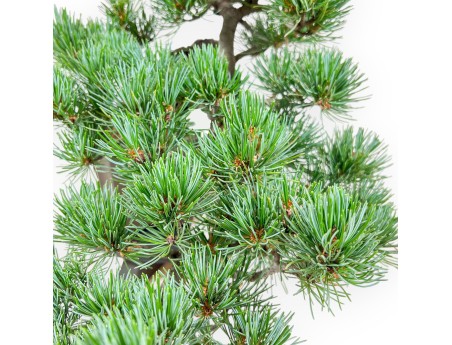Pinus pentaphylla-bonsai %separator% %category%