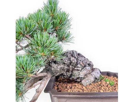 Pinus pentaphylla-bonsai %separator% %category%